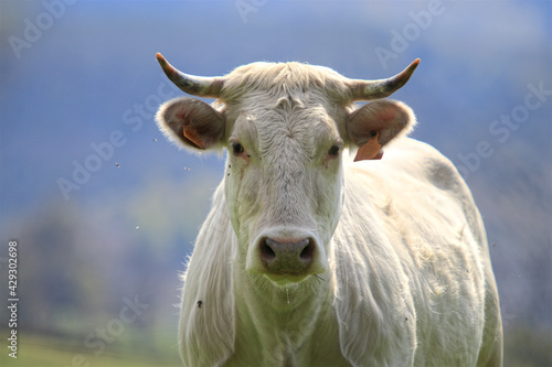 Vache blanche