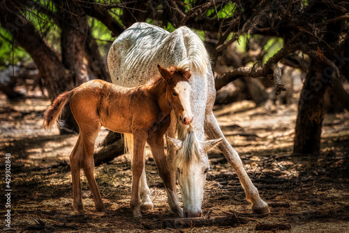 Salt River Wild Horses photo