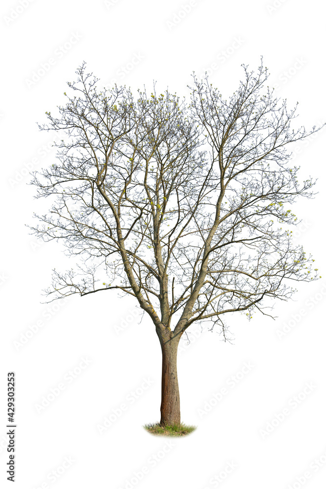 Deciduous Spring Tree with sprouts cut-out. Isolated plant on white background Deciduous Spring Tree with sprouts cut-out. Isolated plant on white background