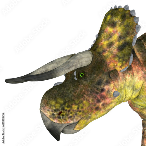 Nasutoceratops Dinosaur Head - Nasutoceratops was a herbivorous Ceratopsid dinosaur that lived in Utah, USA during the Cretaceous Period. photo