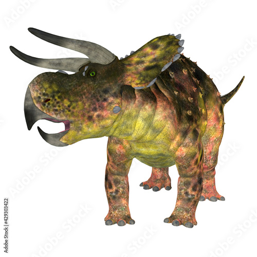 Nasutoceratops Dinosaur on White - Nasutoceratops was a herbivorous Ceratopsid dinosaur that lived in Utah  USA during the Cretaceous Period.