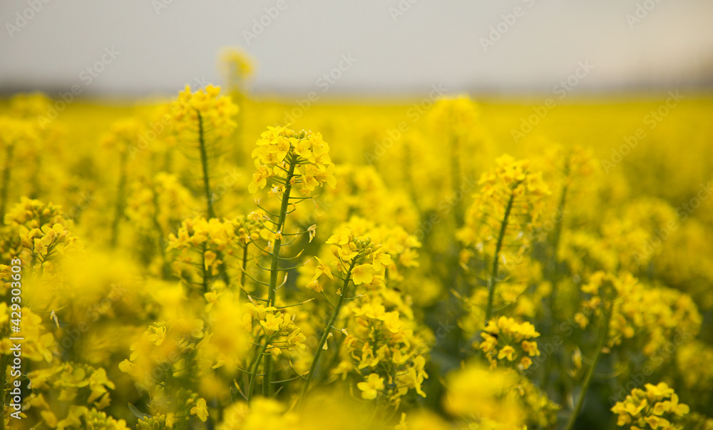 Bright canola field. Flowering rapessed canola. Green energy plant. Oil industry. Blossoming nature in spring. Soft focus. Bright canola field. Flowering rapessed canola. Green energy plant. Oil industry. Blossoming nature in spring. Soft focus.