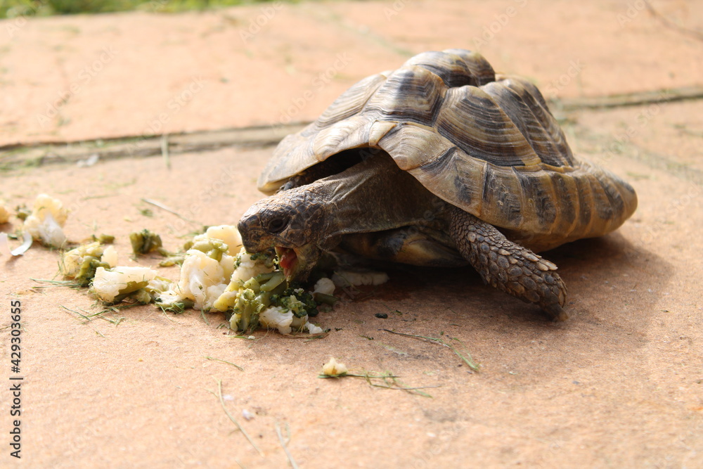 Obraz premium Tortoise eating with mouth open.