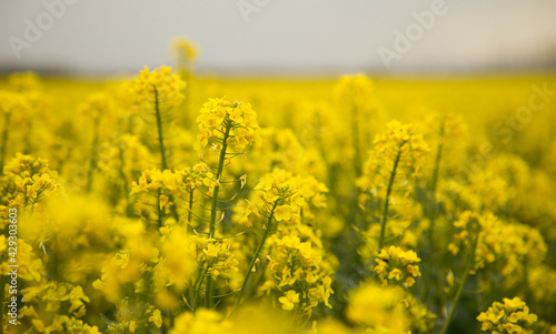 Bright canola field. Flowering rapessed canola. Green energy plant. Oil industry. Blossoming nature in spring. Soft focus. 