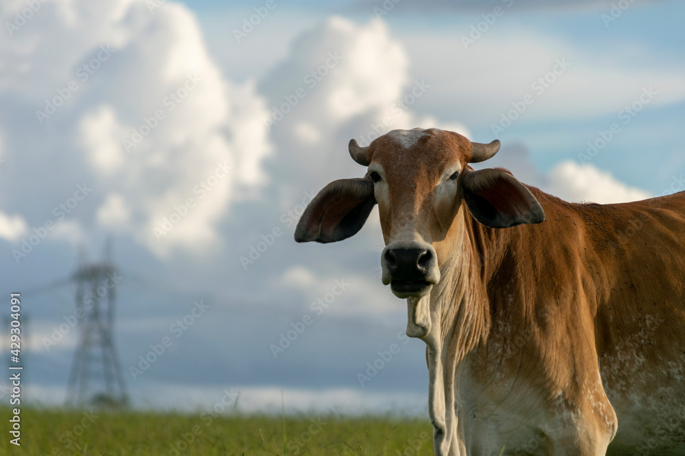 head of brown nellore cattle with space for text head of brown nellore cattle with space for text