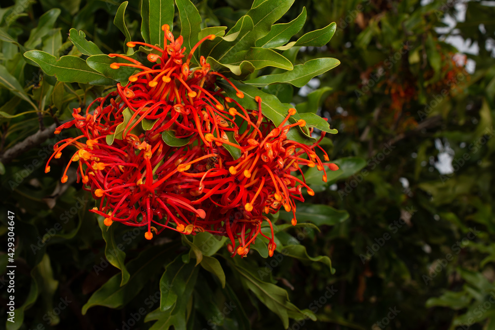 Queensland fire wheel tree bloom adelaide botanic gardens Queensland fire wheel tree bloom adelaide botanic gardens