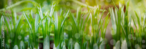 Defocused image of green spring sprouts of crocus flowers.