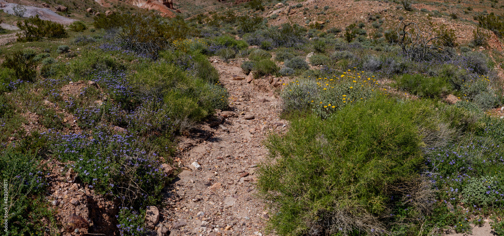 Obraz premium Rocky Dry Streambed in Mojave Desert