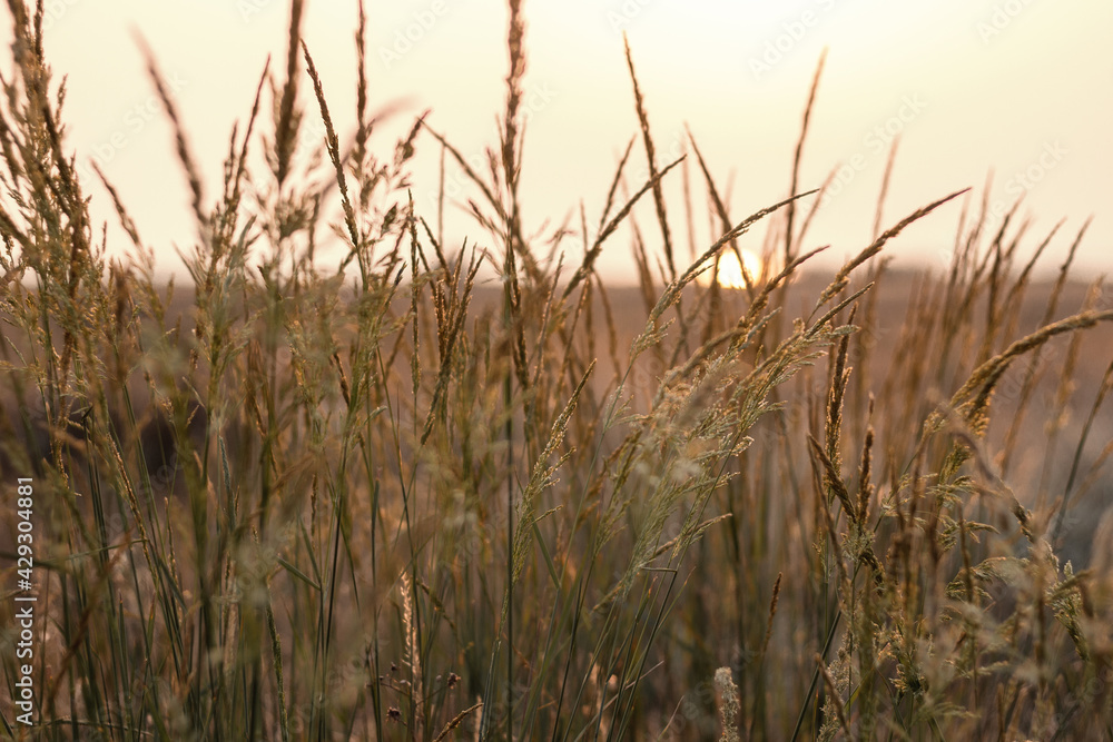 Obraz premium Sunset in the field. Pampas grass at sunset scene. View of grass against dusty sky. Sunset grass silhouette. Golden reed grass. Natural background.