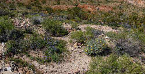 Wildflowers and Shrubs grow in California High Desert