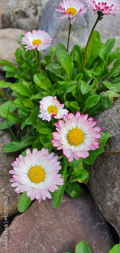 daisy flowers