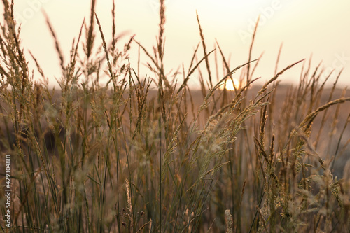 Sunset in the field. Pampas grass at sunset scene. View of grass against dusty sky. Sunset grass silhouette. Golden reed grass. Natural background.