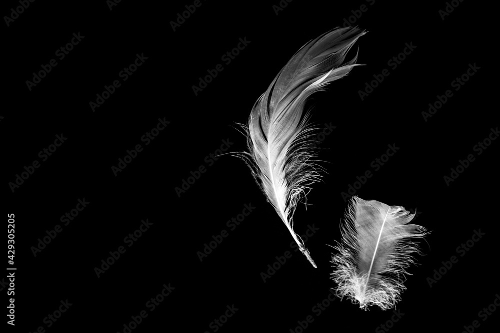 Obraz premium Creative black background with white feathers. Abstract backdrop of swan feathers. Copy space. Minimal, styled concept for bloggers.