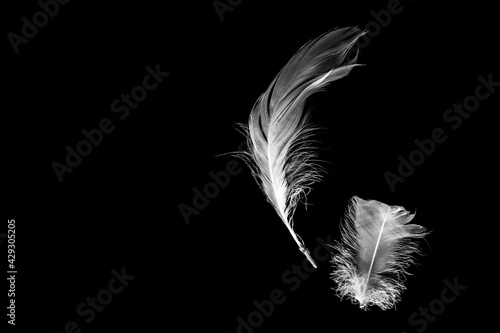 Creative black background with white feathers. Abstract backdrop of swan feathers. Copy space. Minimal, styled concept for bloggers.