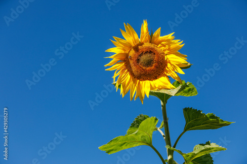 Sunflower with bees and bumblebees