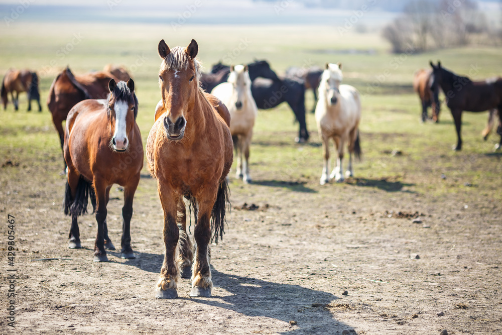 huge herd of horses in the field. Belarusian draft horse breed. symbol of freedom and independence huge herd of horses in the field. Belarusian draft horse breed. symbol of freedom and independence