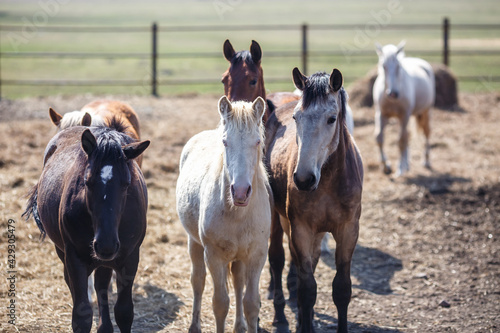 huge herd of horses in the field. Belarusian draft horse breed. symbol of freedom and independence