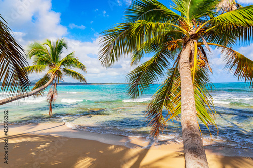 Fototapeta Naklejka Na Ścianę i Meble -  Vacation travel background. Palm trees on the wild tropical beach in Dominican Republic.