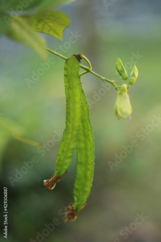 Baby Winged Bean with Flower. This Photo with Blurred Background Effect.