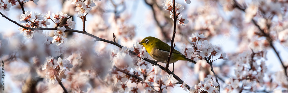 White eyes bird is tweeting on cherry blossom. White eyes bird is tweeting on cherry blossom.