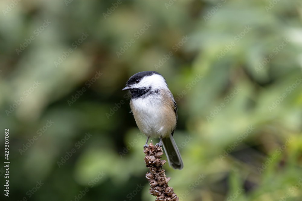 Fototapeta premium Chickadee on a small perch with a blurred green background