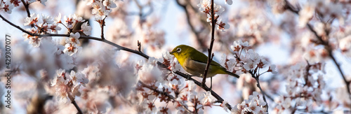 White eyes bird is tweeting on cherry blossom. © Iwao