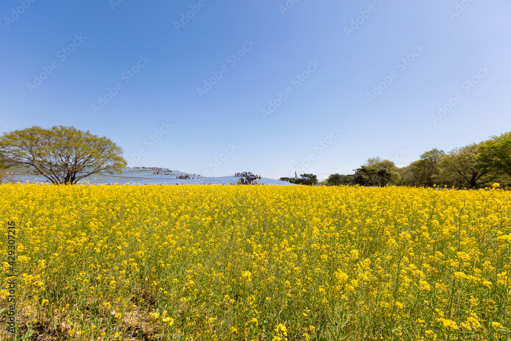 ひたち海浜公園の菜の花とネモフィラ