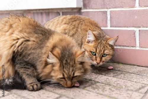 Street cat. Two similar cats eat sausages. The strongest cats eat first. Red, almost predatory cats. © Михаил Шаповалов