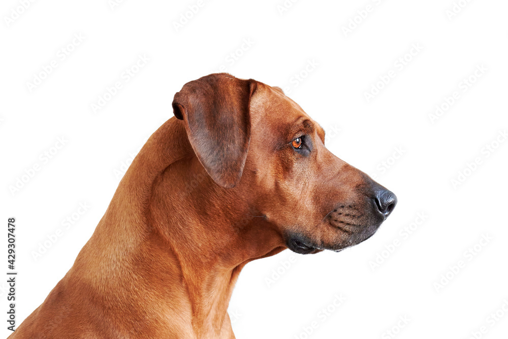 Brown dog profile isolated on white. Rhodesian ridgeback.