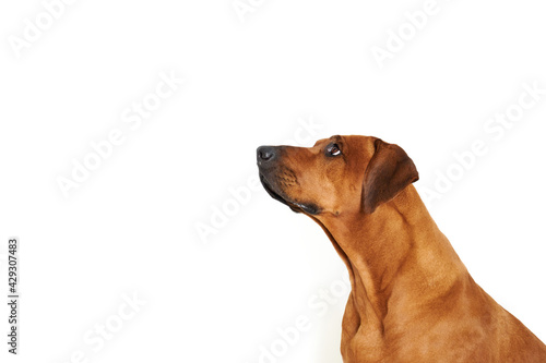 Profile portrait of Rhodesian ridgeback dog looking up on white background with copy space