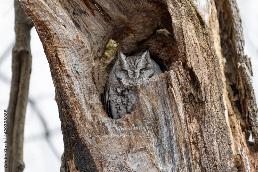 Eastern screech owl nesting in a dead tree in the woods. 2020 - Ottawa, Ontario, Canada Eastern screech owl nesting in a dead tree in the woods. 2020 - Ottawa, Ontario, Canada