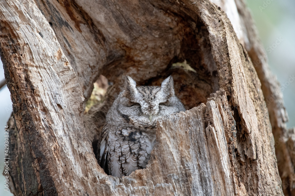 Fototapeta premium Eastern screech owl nesting in a dead tree in the woods. She blends in perfectly with the wood. Ottawa, Ontario, Canada