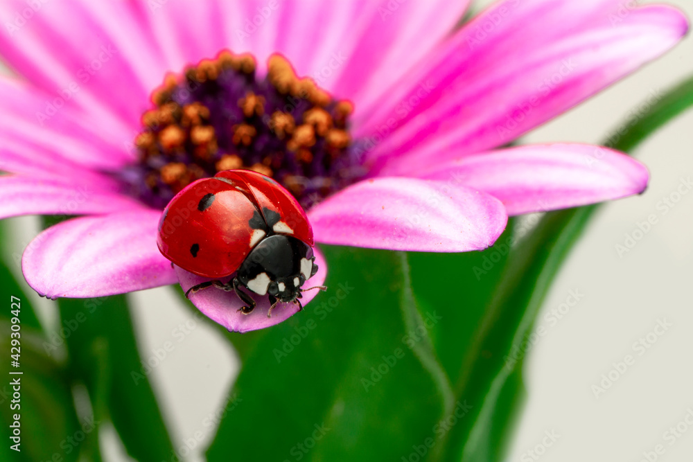 Extreme macro shots, Beautiful ladybug on flower leaf defocused background. Extreme macro shots, Beautiful ladybug on flower leaf defocused background.