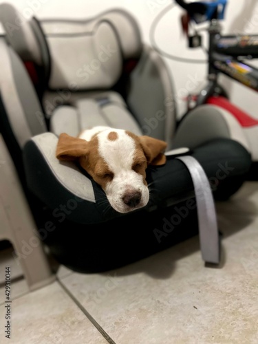 perro durmiento en un asiento de bebé