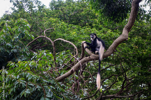 Wild monkey of Entebbe botanical garden, Uganda photo