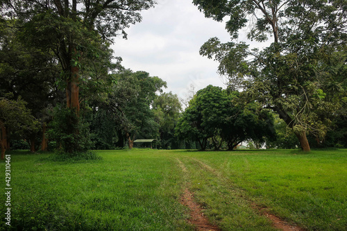 Landscape of Entebbe botanical gardens view by summer, Uganda
