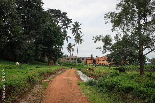 Landscape of Entebbe botanical gardens view by summer, Uganda