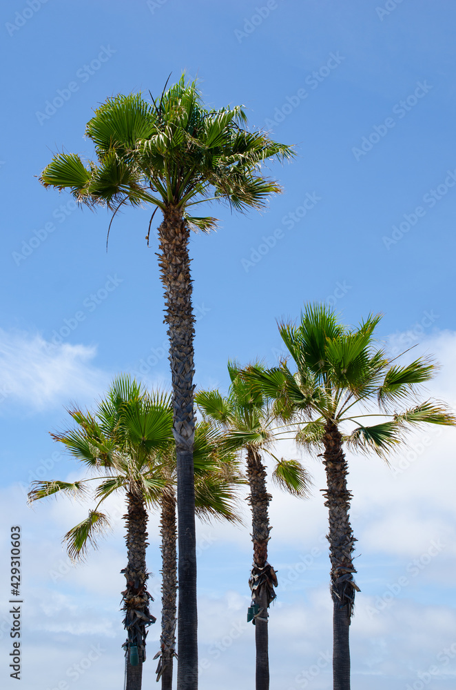 Fototapeta premium Palm Trees swaying in Wind