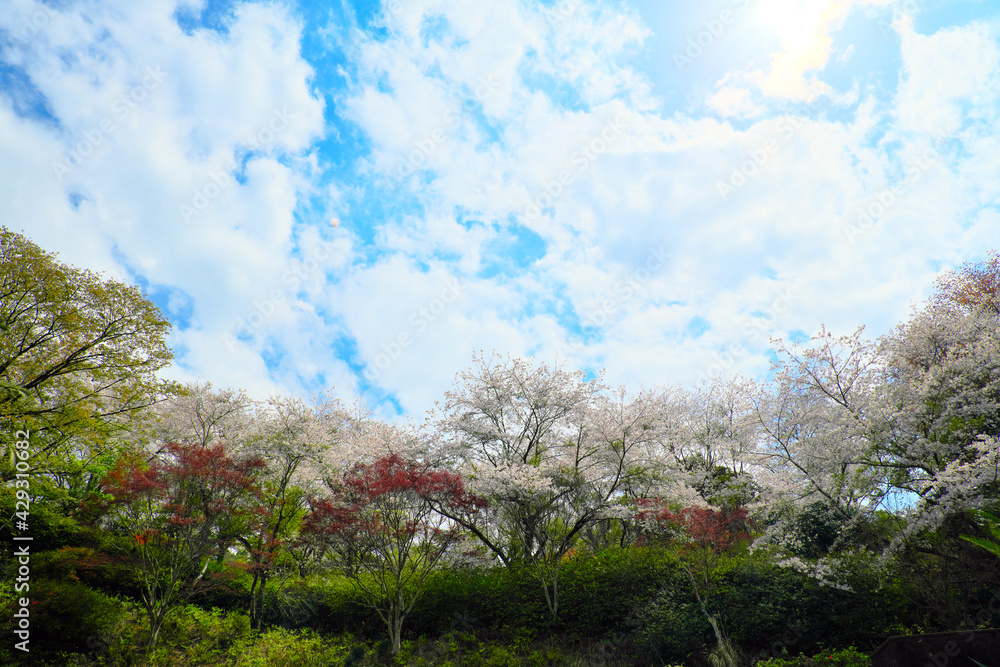 Obraz premium 鹿児島で偶然撮影された雲のようなUFO?(中央左の雲付近)【3枚目】