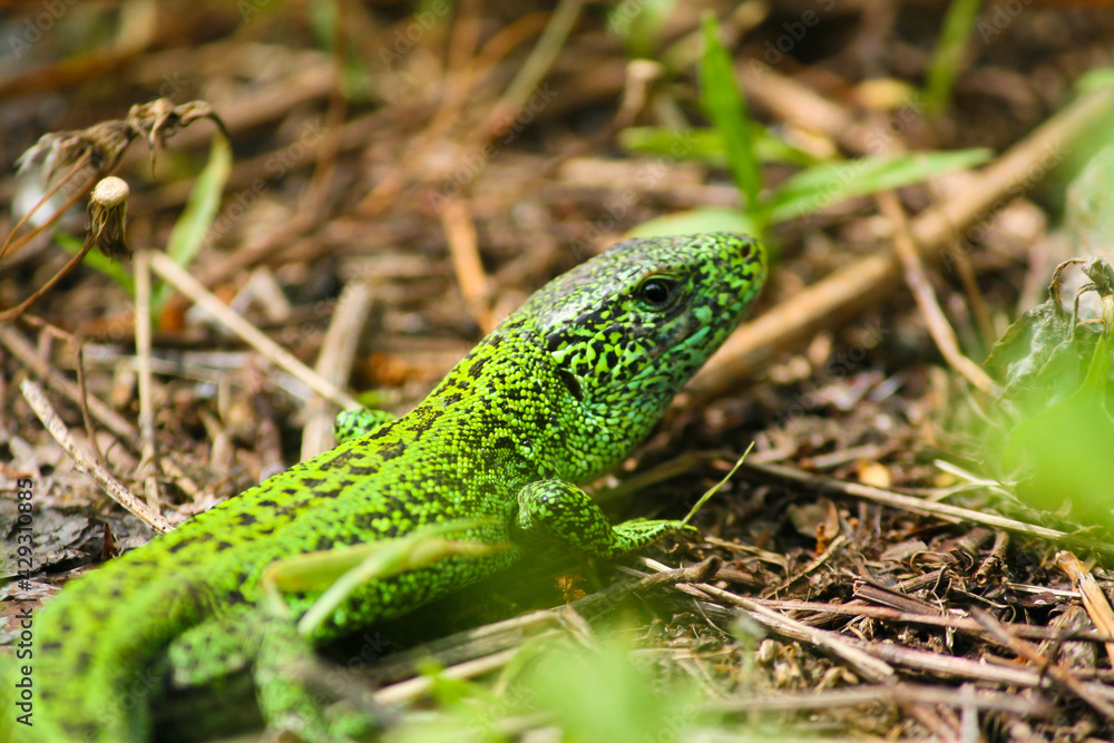 Green lizard  close up on the grass. Exotic animal, selective focus, tilt shift