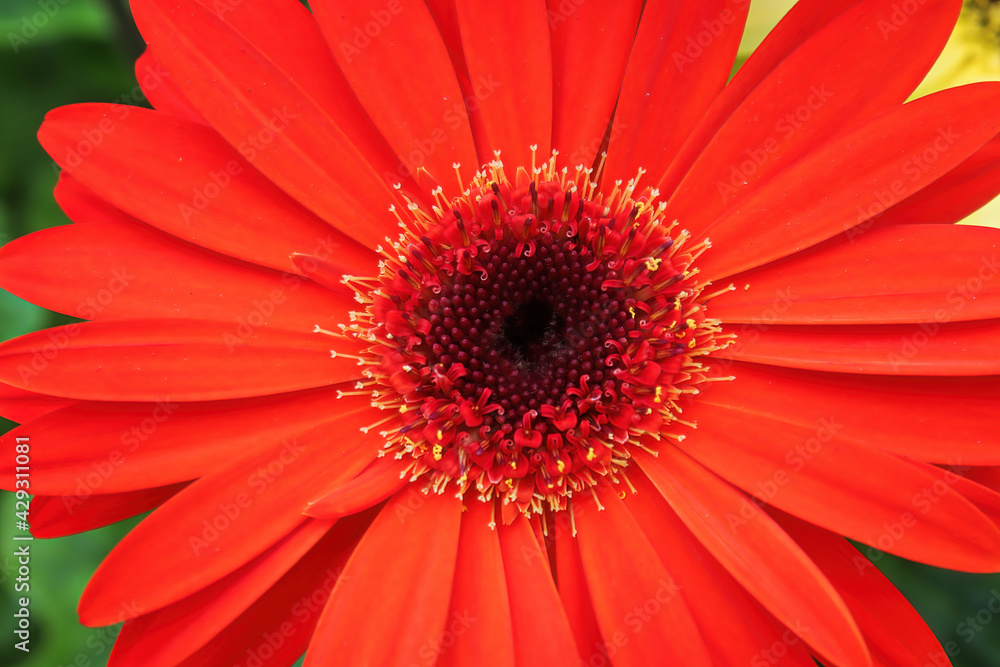 An optical illusion of a 3D gerbera flower An optical illusion of a 3D gerbera flower