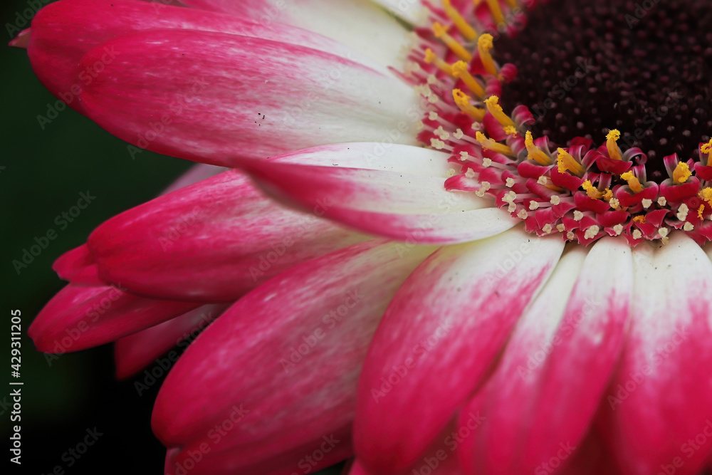 Macro of a pink gerbera upper right hand corner