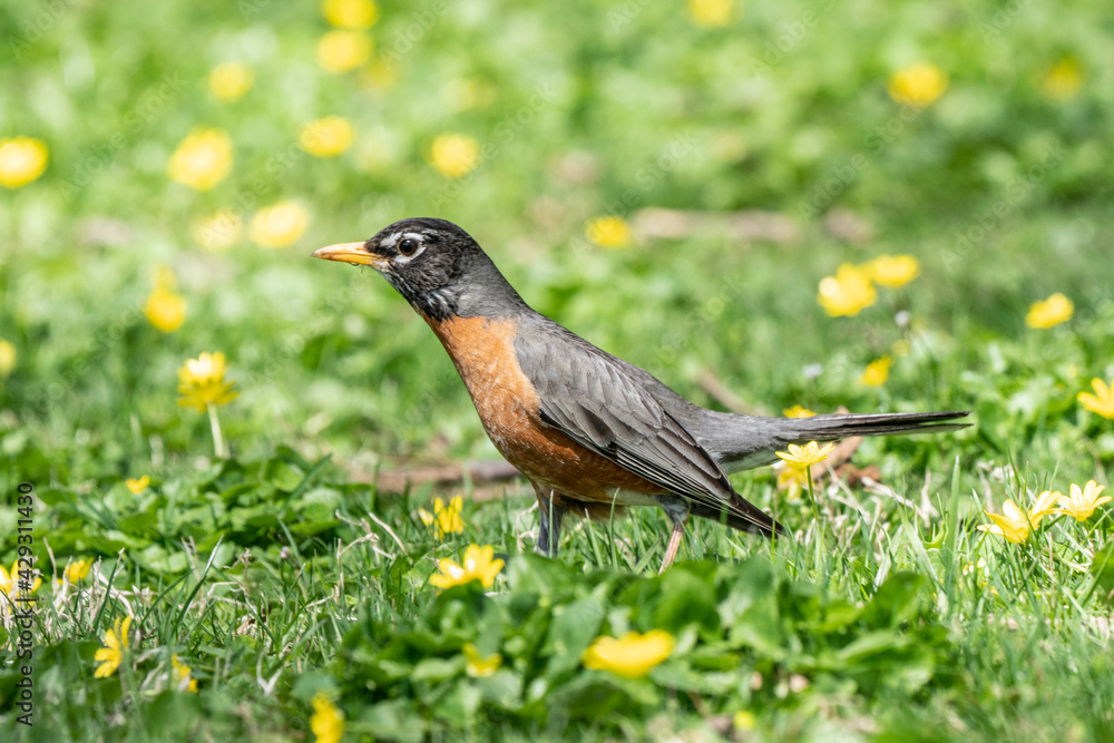 American Robin American Robin