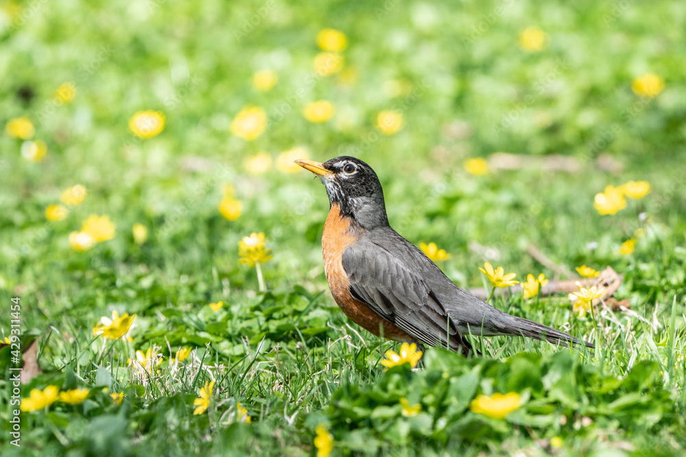 A beautiful American Robin looking for breakfast in a field of yellow flowers. A beautiful American Robin looking for breakfast in a field of yellow flowers.