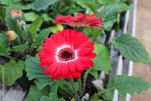 Fotografía Red and white gerbera grow in pots on a table