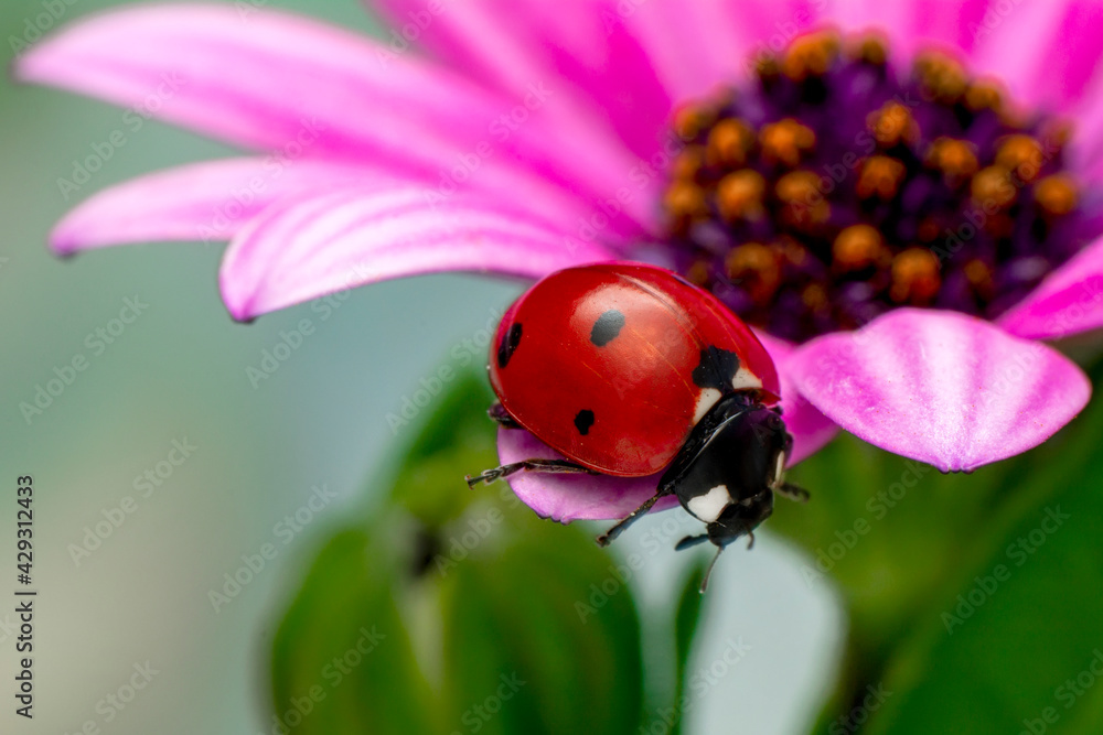 Fototapeta premium Extreme macro shots, Beautiful ladybug on flower leaf defocused background.
