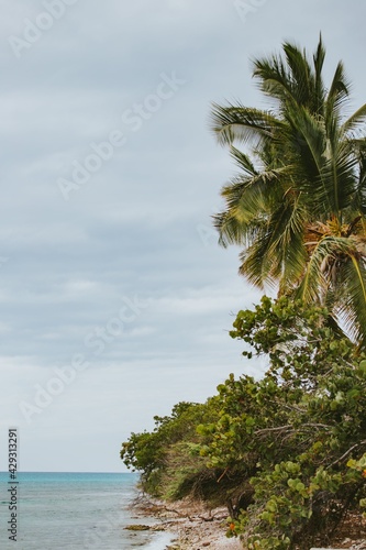 beach with palm trees