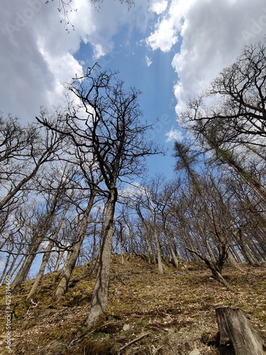 Blick zum Frühlingshimmel im Taunus mit kahlen Bäumen auf einem Schieferhügel. photo