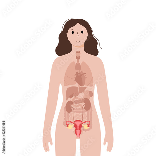 Internal organs in female body