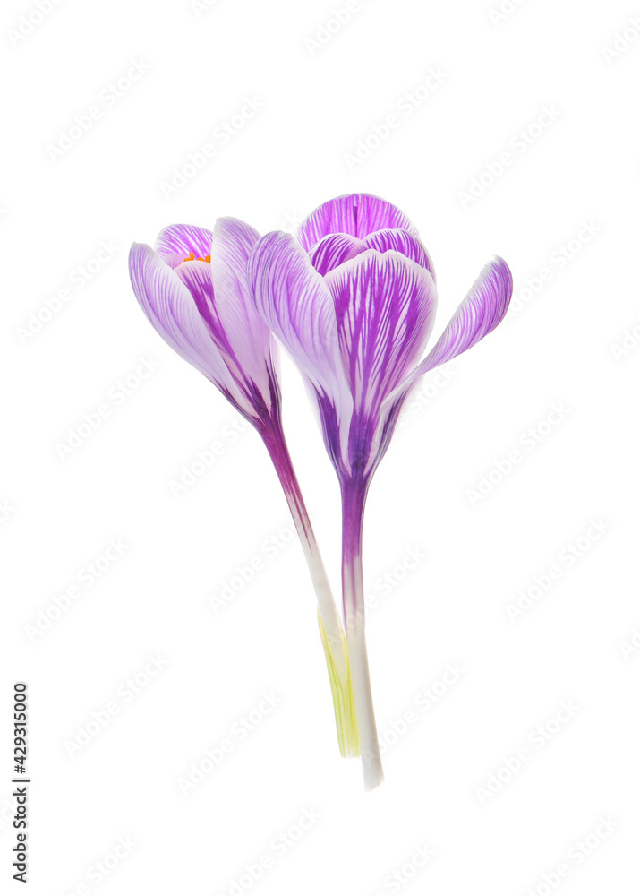 Naklejka premium Beautiful fresh crocus flowers on white background